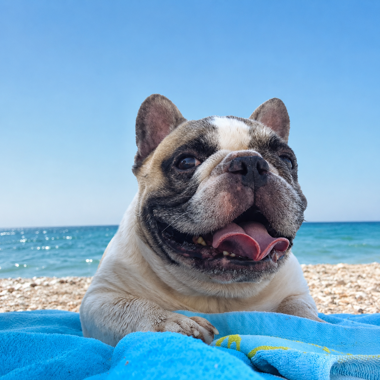Cane in spiaggia nel Sulcis Iglesiente Sardegna